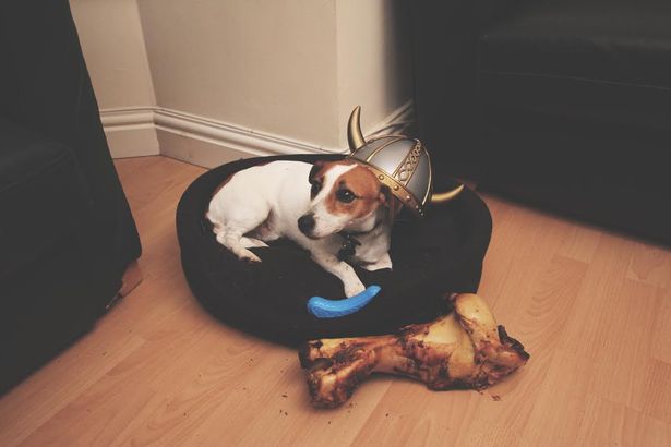 stephen_the_time_travelling_dog_1